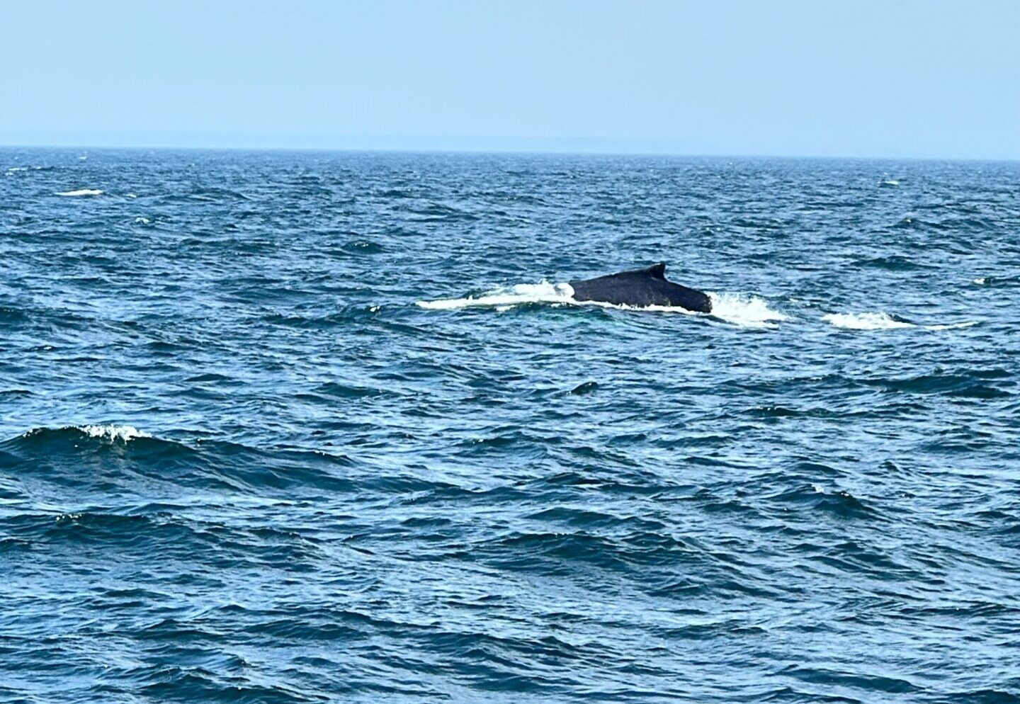 View of the ocean and blue sky with the dorsal fin of a breaching humpback whale.