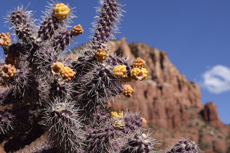 view a cactus in bloom - one of the free things to do in Sedona