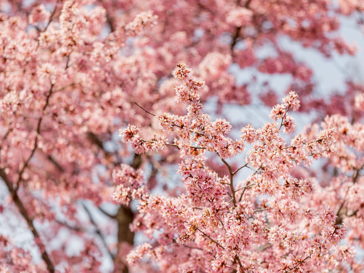Looking for Pretty Spring Cherry Blossoms? Here’s Where to Find Them.