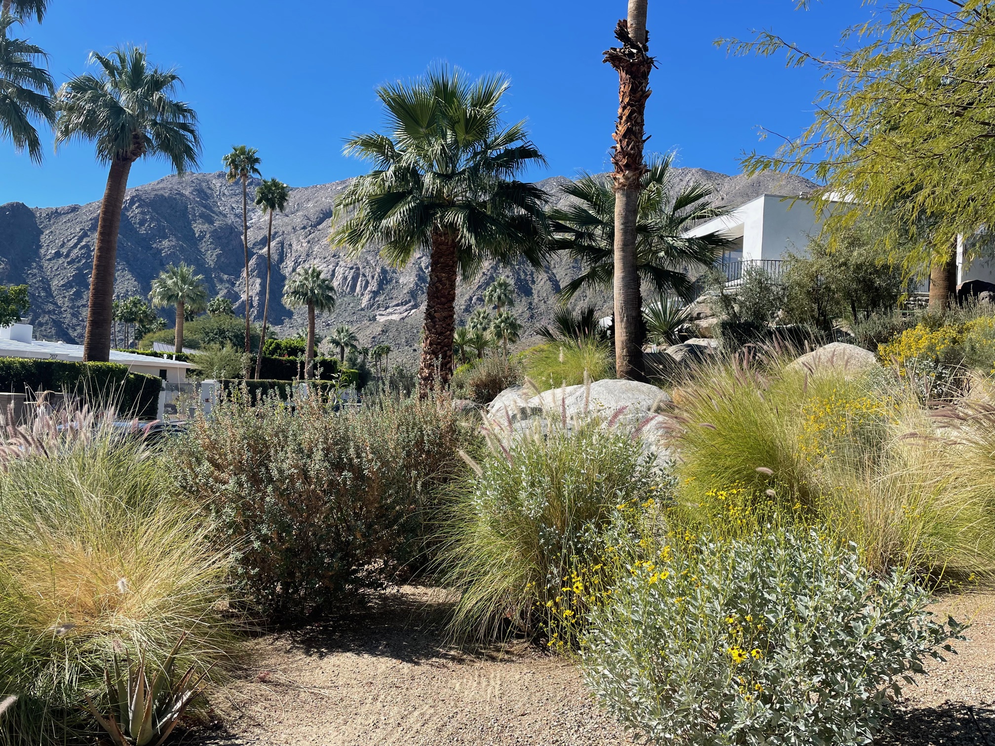 Where to Eat in Palm Springs CA and What to Order