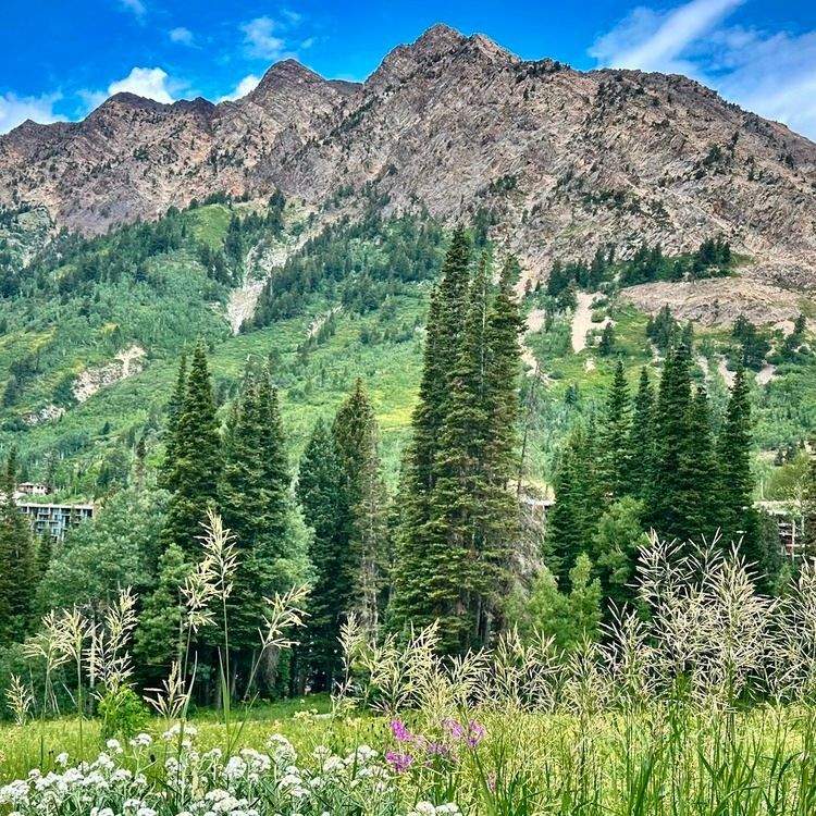 mountain and wildflowers.