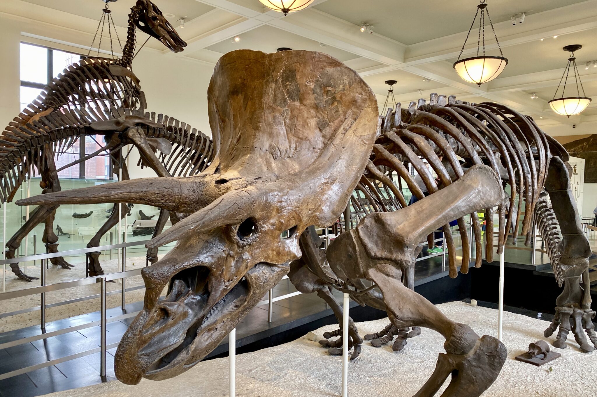 A Local’s Tips for Getting the Most Out of a Visit to NYC’s Natural History Museum