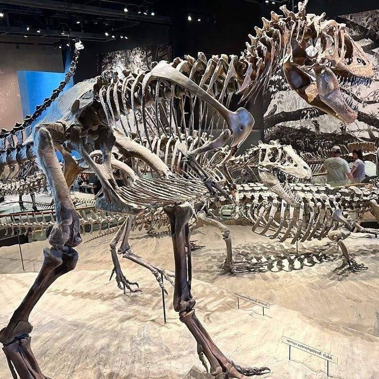 T-Rex skeleton.