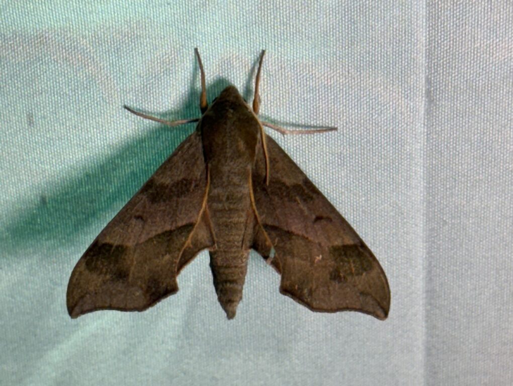 Virginia creeper sphinx moth against a white background.