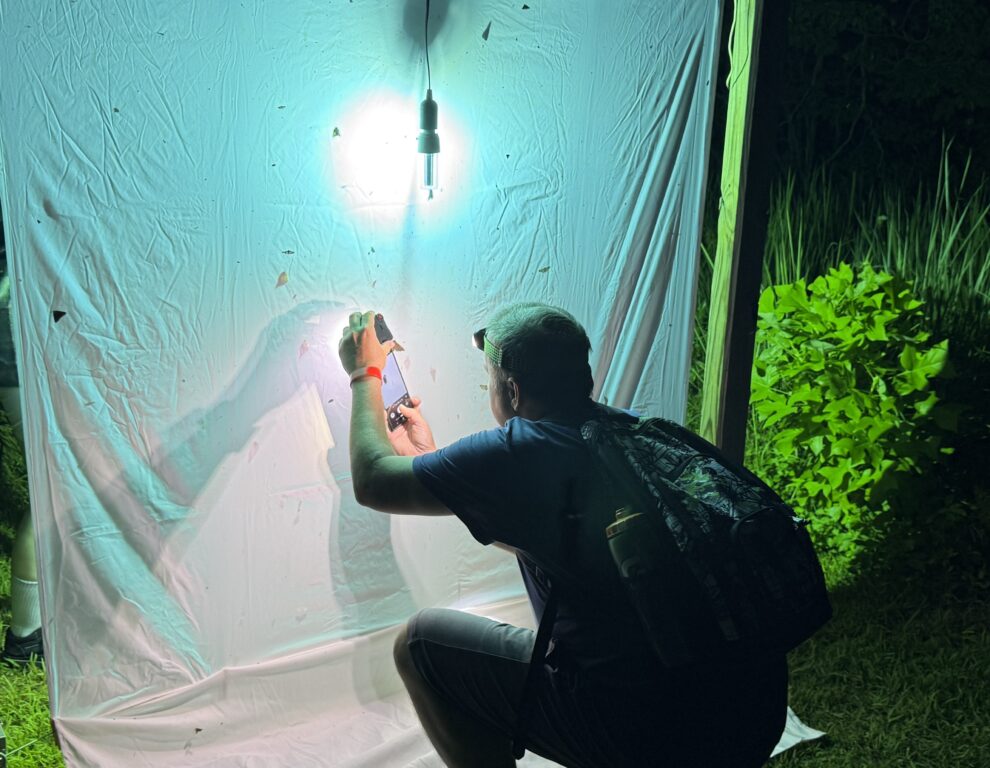 Nightime view of a lit-up white sheet hanging vertically with a man seen from the back, crouching down to take a photo of a moth on the sheet.