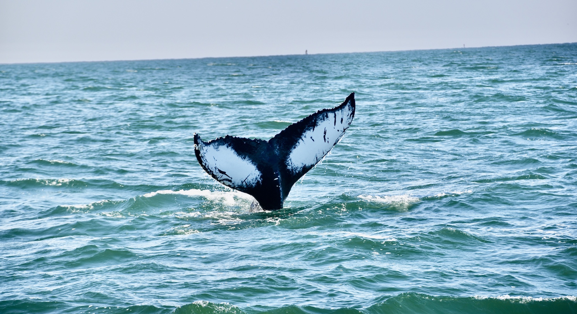 14 Most Remarkable Things To Do in Virginia Beach