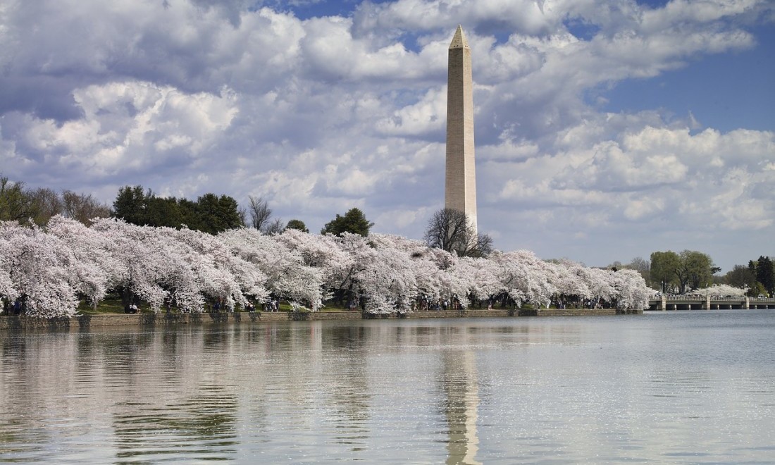 Washington DC in Bloom: Essential Cherry Blossom Viewing Tips