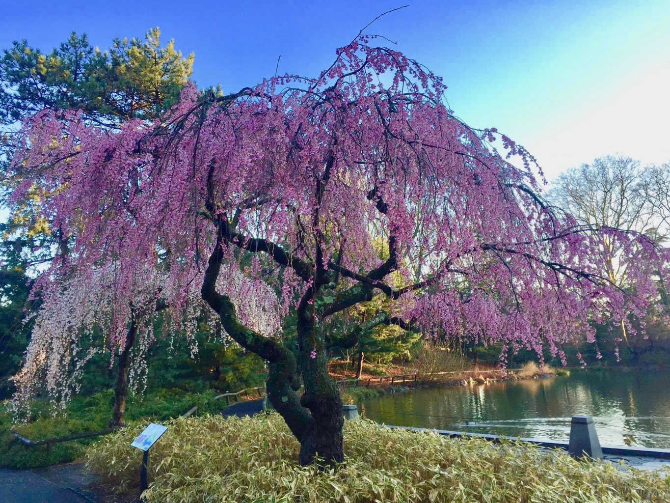Get Your Bloom On! NYC’s Best Cherry Blossom Spots