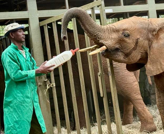 How to Spend 2 Days in Nairobi Before Your African Safari and Why You Should