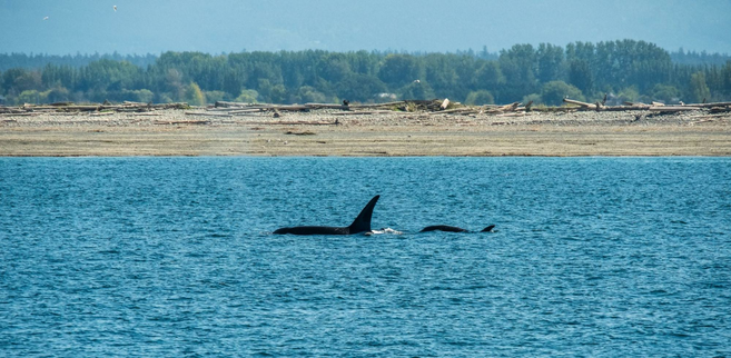 Experience Whale Watching in Bellingham, Washington