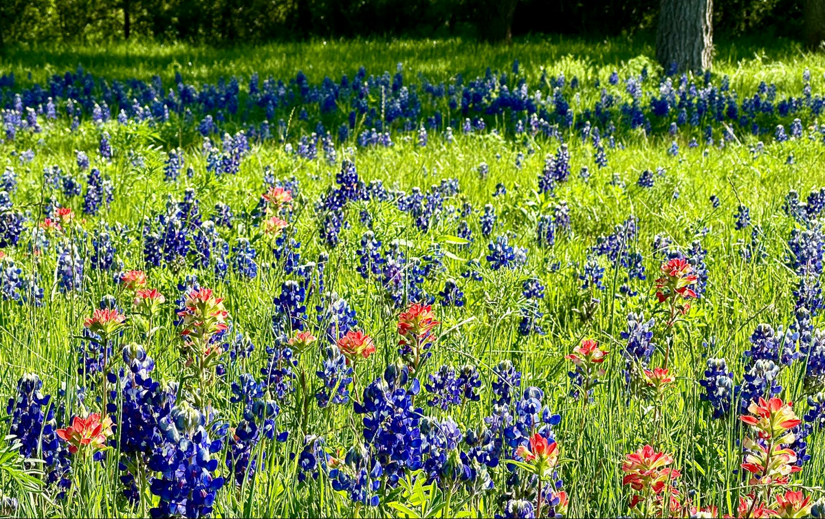 The Best Places to See Texas Bluebonnets in 2025