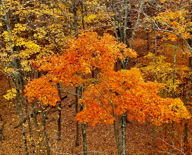 Autumn colors often described as “luminous.” by some residents in the Door County peninsula.