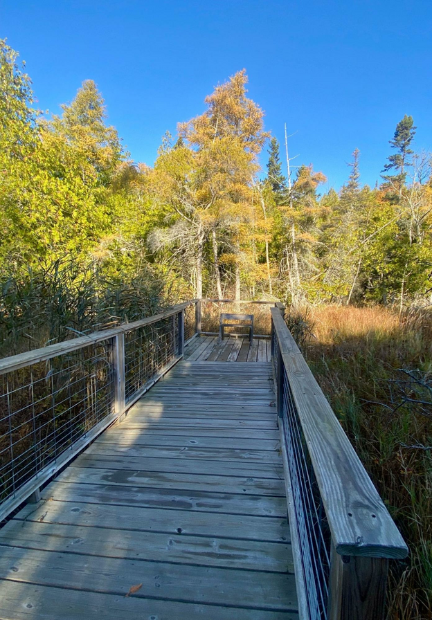 Get close to exceptional and endangered plants and wildlife at The Ridges Sanctuary