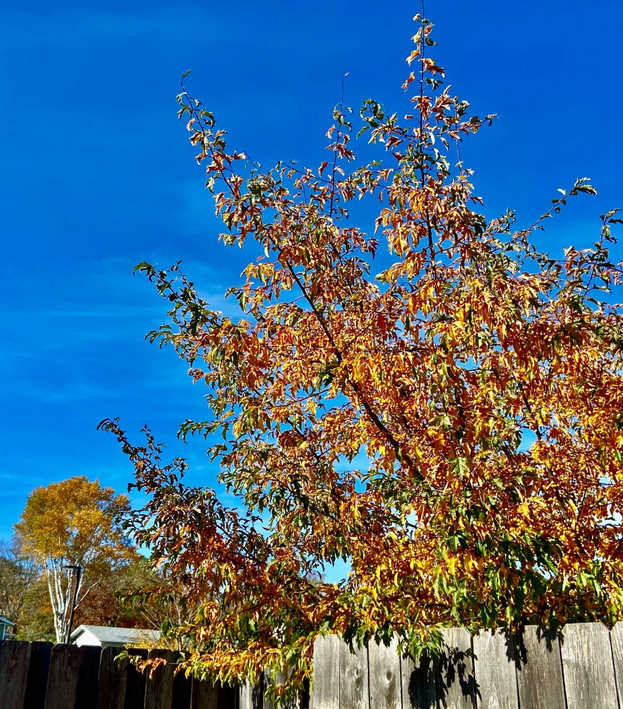 Door County neighborhoods is defined by Backyard fences, abundant blue skies and leafy trees.