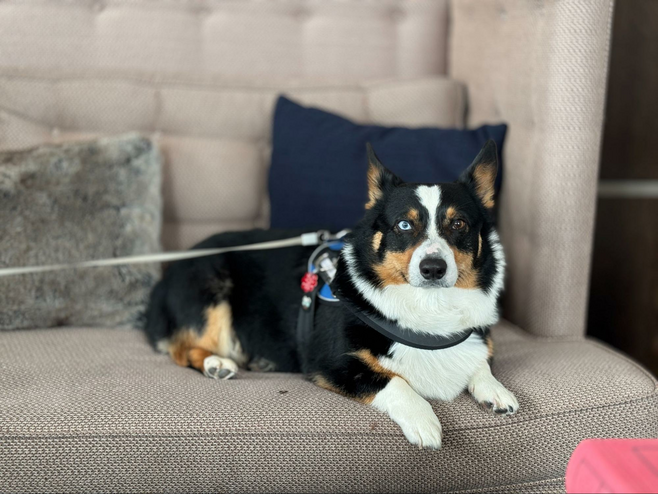 Paw-sitively Romantic Getaway in Banff’s Lake Louise