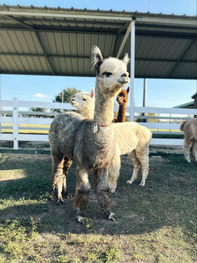 Three alpacas at Peeka Ranch.