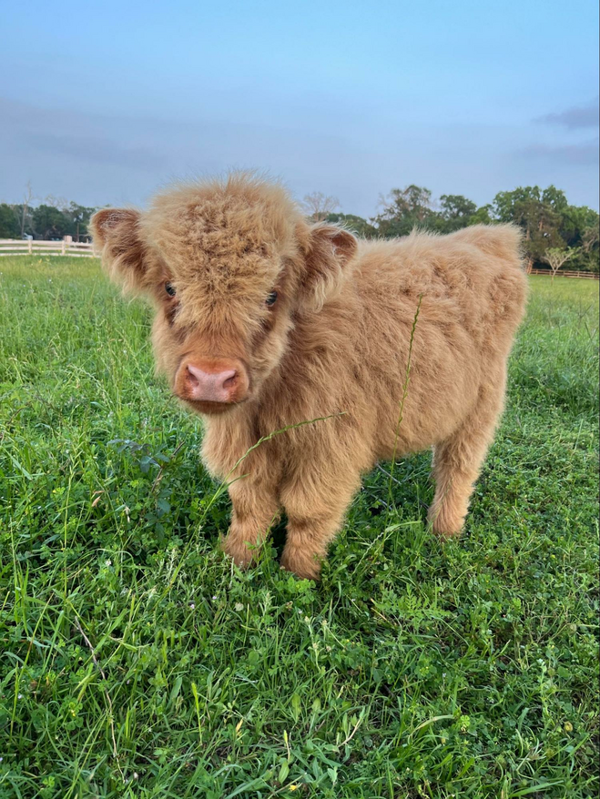 Small long haired brown calf in a field