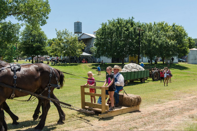 Horse pulling kids at Barrington Plantation.