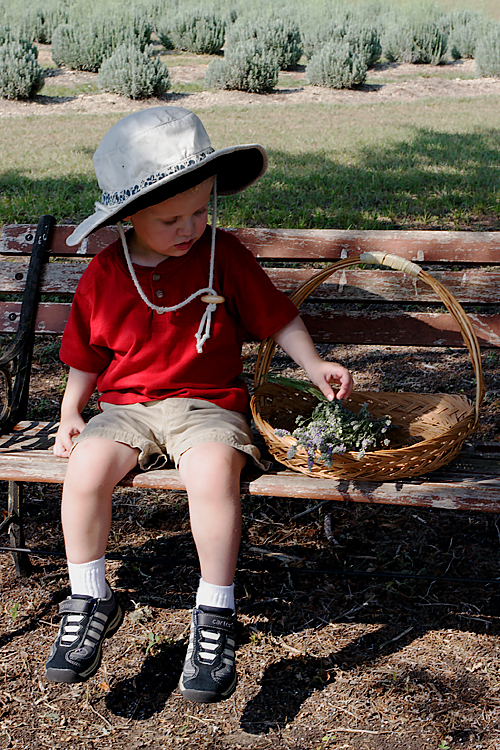 Little boy taking a break in the shade after gathering lavender at Chappell Hill Lavender Farm.