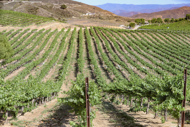Temecula’s Top 10 Best Wineries