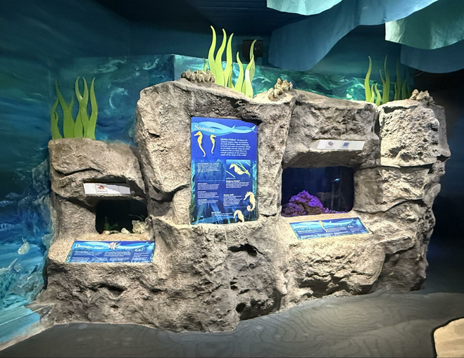 Rocky display with two aquarium windows and several placards explaining the life cycle of seahorses.