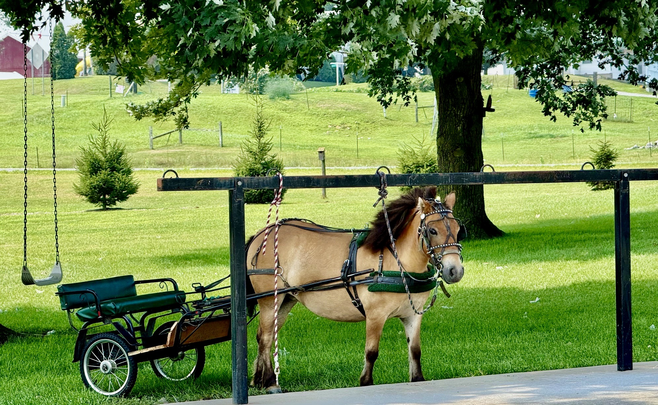 A pony ready to pull a small open buggy is tied to the hitching post near a tall tree. Lush green lawn fills the scene with just a hint of blue-sky horizon. A swing is attached to the tree with long chains but the branch is not in sight.