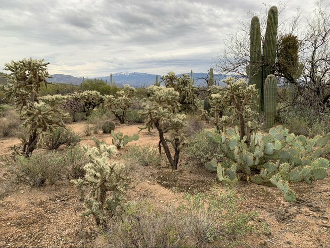 A variety of desert vegetation on a hike at Sabino Canyon in Sonoran Desert.
