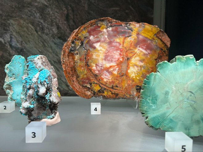 Samples of colorful petrified wood on exhibit at Alfie Norville Gem and Mineral Museum.