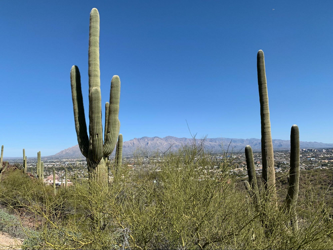 Two saguaro cacti frame the view of the city of Tucson from the top of Tumamoc Hill.