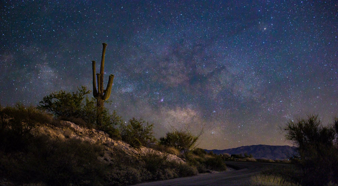 A saguaro cactus standing proud against the starry night sky in Tucson.