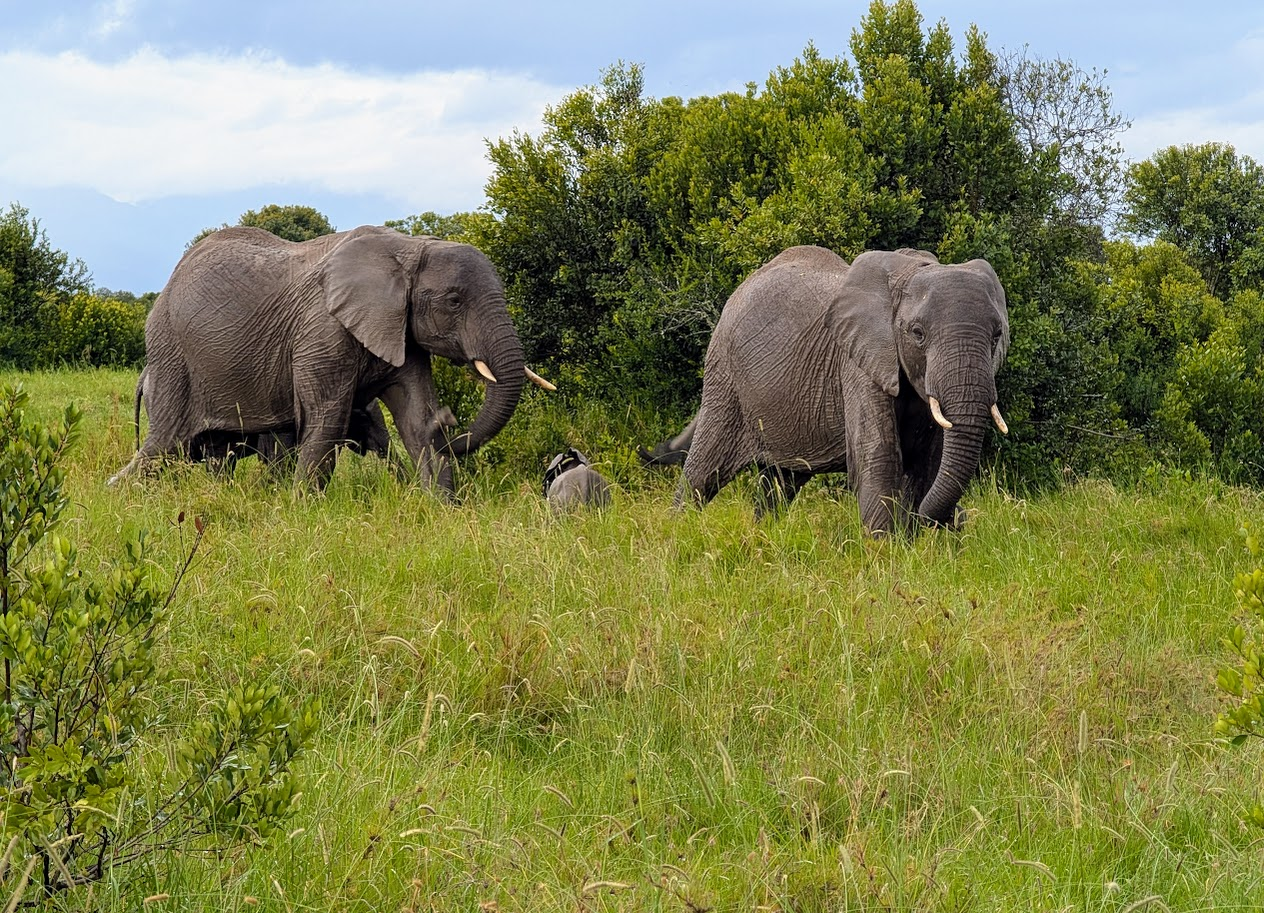 Capture Kenya: A Magical African Safari Filled with Wildlife Wonder that Also Uplifts Women and Girls