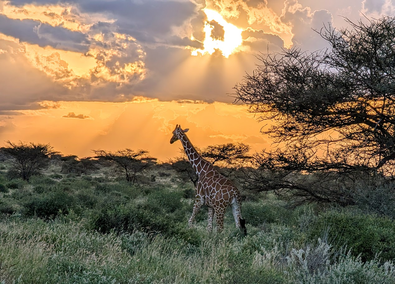Tips for Making the Most of a Bucket List African Safari in Kenya