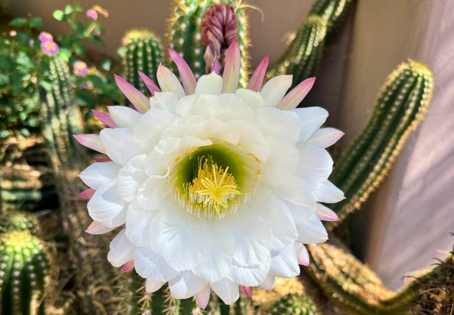 Catch the beautiful views of cacti flowering in the spring