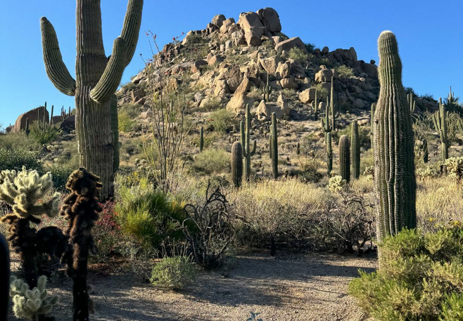 A rocky mountain in the background with numerous species of cacti in the foreground