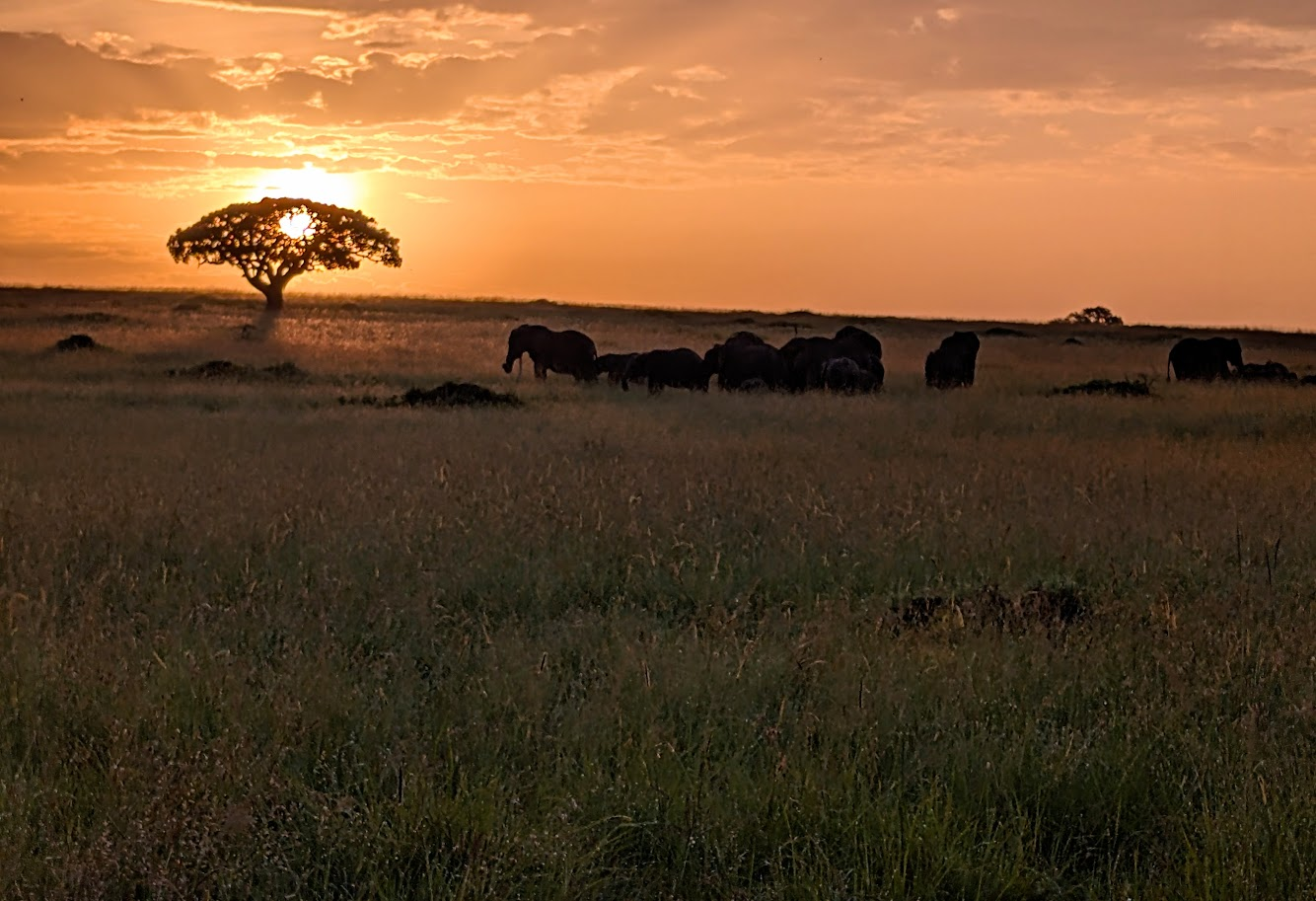 The 5 ‘Fives’ of Africa – the Big, Ugly, Feathered, Special and Small Animals You’ll See in Kenya