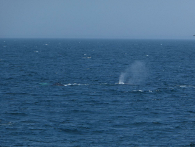 View of the ocean with a humpback whale dorsal fin and next to it another whale blows air out of its blowhole.