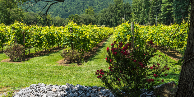 The Grape Vines at Sother Williams Vineyard in Hendersonville.
