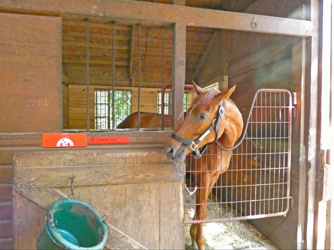 Thoroughbred Country South Carolina: Horses, History, and Homestyle Dining