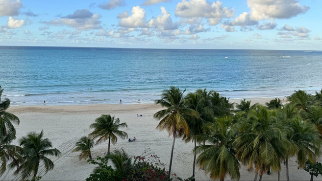 Luscious trees, white sand and a clear blue water beach.