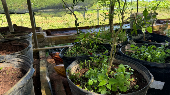 Green plants and yellow cacao beans next to pots of soil.